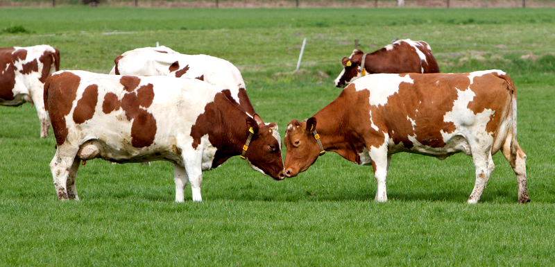 Red Holstein (Roodbont). Zowel koeien voor de melk als stieren voor de fokkerij en de vleesverkoop.